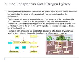 4. The Phosphorus and Nitrogen Cycles
Although the effect of human activities on the carbon cycle is better known, the lesser
known effect on the cycle of Nitrogen actually has a greater impact on the
environment.
The human race’s use and abuse of nitrogen has been one of the most beneficial
technologies for our own species for decades. Every year, humans convert an
estimated 120 million tons of nitrogen from the atmosphere into reactive forms such
as nitrates, mainly in the production of nitrogen-based fertilizer for crops and in the
use of food additives.
The run off from crops into our oceans has a negative effect upon phytoplankton
which is responsible for the production of of most of the oxygen in our air.
 