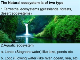 The Natural ecosystem is of two type
1.Terrestrial ecosystems (grasslands, forests,
desert ecosystems)
2.Aquatic ecosystem
a. Lentic (Stagnant water) like lake, ponds etc.
b. Lotic (Flowing water) like river, ocean, sea, etc.
 
