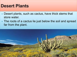  Desert plants, such as cactus, have thick stems that
store water.
 The roots of a cactus lie just below the soil and spread
far from the plant.
 