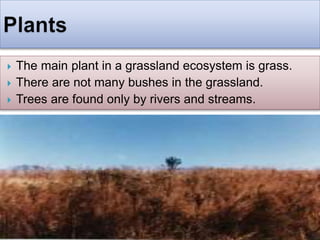  The main plant in a grassland ecosystem is grass.
 There are not many bushes in the grassland.
 Trees are found only by rivers and streams.
 