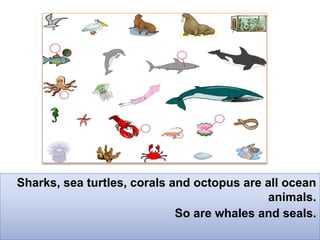 Sharks, sea turtles, corals and octopus are all ocean
animals.
So are whales and seals.
 