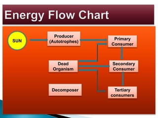 Producer
(Autotrophes)
Dead
Organism
Decomposer Tertiary
consumers
Secondary
Consumer
Primary
Consumer
SUN
 