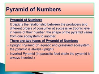 Pyramid of Numbers
It depicts the relationship between the producers and
different orders of consumer at successive trophic level
in terms of their number, the shape of the pyramid varies
from one ecosystem to another.
There are two types of Pyramid of Numbers
 Upright Pyramid (In aquatic and grassland ecosystem ,
the pyramid is always upright)
 Inverted Pyramid (In parasitic food chain the pyramid is
always inverted.)
 