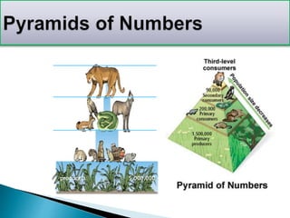 tertiary
consumers
secondary
consumers
primary
consumers
producers
5
5000
500,000
5,000,000
 