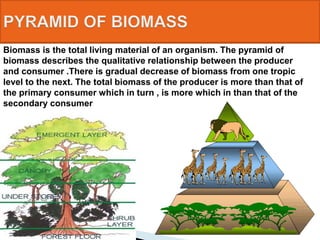 Biomass is the total living material of an organism. The pyramid of
biomass describes the qualitative relationship between the producer
and consumer .There is gradual decrease of biomass from one tropic
level to the next. The total biomass of the producer is more than that of
the primary consumer which in turn , is more which in than that of the
secondary consumer
 
