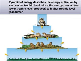 Pyramid of energy describes the energy utilization by
successive trophic level .since the energy passes from
lower trophic level(producer) to higher trophic level
(consumer)
 