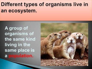 A group of
organisms of
the same kind
living in the
same place is
a population.
 