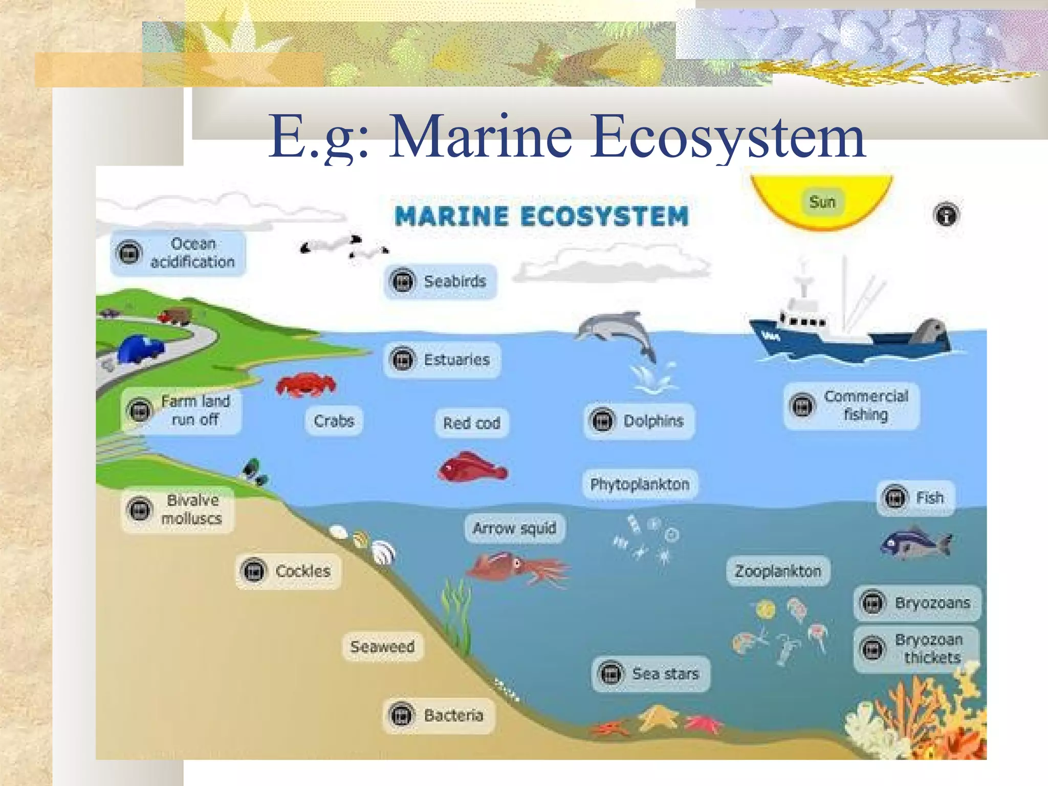 E.g: Marine Ecosystem
 