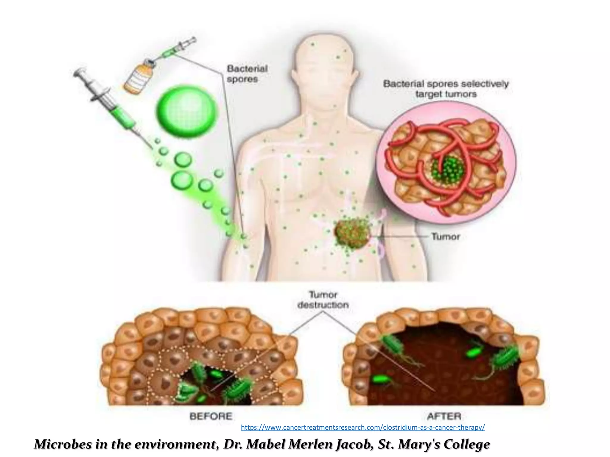 https://www.cancertreatmentsresearch.com/clostridium-as-a-cancer-therapy/
Microbes in the environment, Dr. Mabel Merlen Jacob, St. Mary's College
 