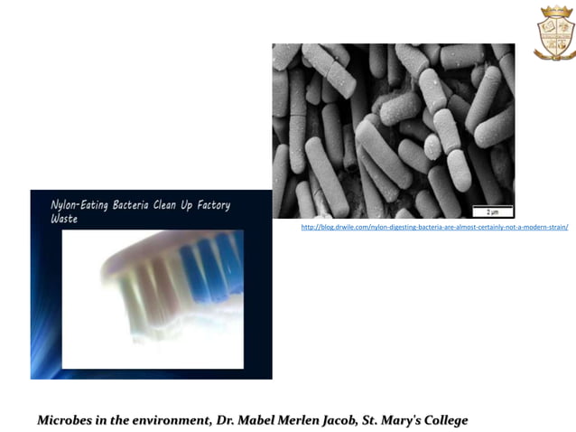Microbiology:Microbes In The Environment | PPTX | Environment | Science