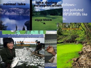 2. Water Pollution- Its effects are as follows:-
i. Water bodies like lakes and rivers are polluted
     which results in the death Fishes die dueanimals like
                                  of marine to water
                                Typhoid
                                  pollution
     fishes, turtles, whales, dolphins etc.
ii. Oil spills not only harm marine animals but they
     also affect precipitation rate.       A Eutrophicated lake

iii. If the polluted water is consumed by humans
     then water-borne diseases like typhoid, cholera,
     dysentery.fishes due to
            Death of
     A oil spill affected Duck
            eutrophication
iv. When the pesticides after surface runoff reach
    Athe lakes, they lead to the growth of algae which
      child who died due to
     after sometime covers the whole lake and due
    consumption of polluted
     to lack of oxygen the animals die.
    water
 