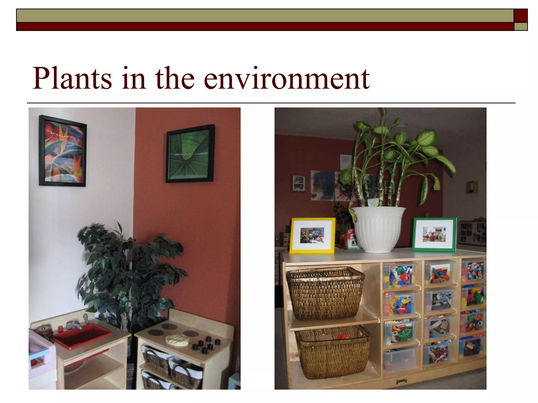 Plants in the environment 