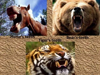 Horse’s teeth                   Bear’s teeth
                Tiger’s teeth
 
