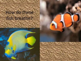 How do these
fish breathe?
 