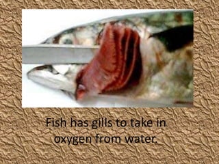 Fish has gills to take in
  oxygen from water.
 