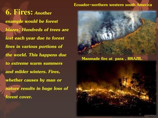 6. Fires: Another
example would be forest
blazes; Hundreds of trees are
lost each year due to forest
fires in various portions of
the world. This happens due
to extreme warm summers
and milder winters. Fires,
whether causes by man or
nature results in huge loss of
forest cover.
Manmade fire at para , BRAZIL.
Ecuador-northern western south America
 