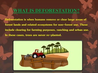 WHAT IS DEFORESTATION?
Deforestation is when humans remove or clear large areas of
forest lands and related ecosystems for non-forest use. These
include clearing for farming purposes, ranching and urban use.
In these cases, trees are never re-planted.
 