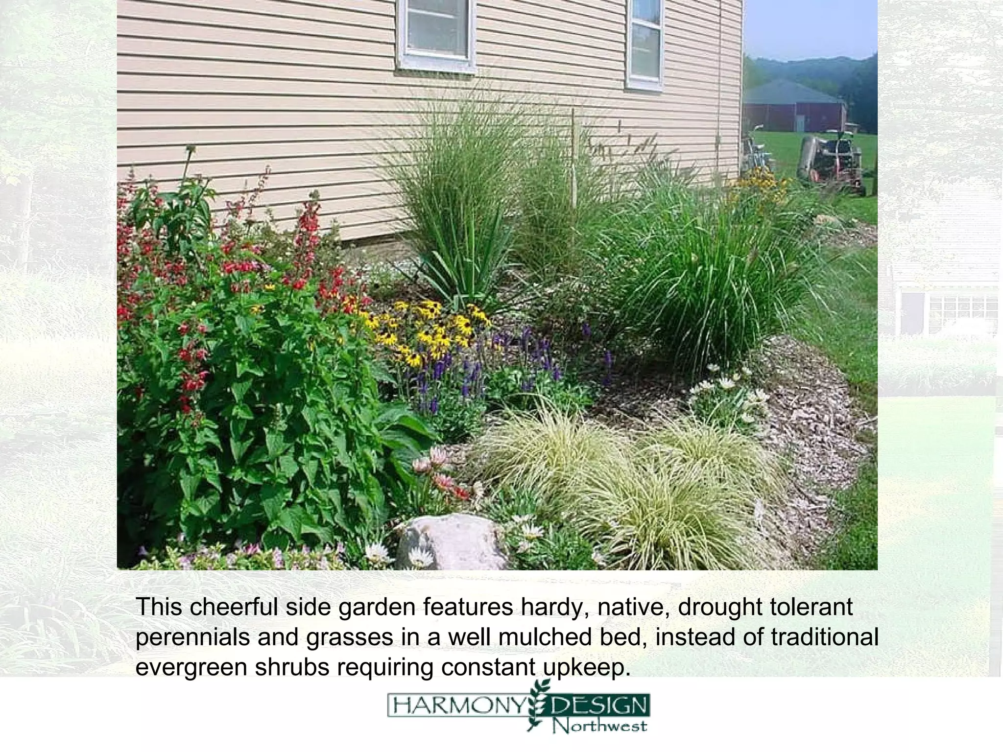 This cheerful side garden features hardy, native, drought tolerant perennials and grasses in a well mulched bed, instead of traditional evergreen shrubs requiring constant upkeep. 