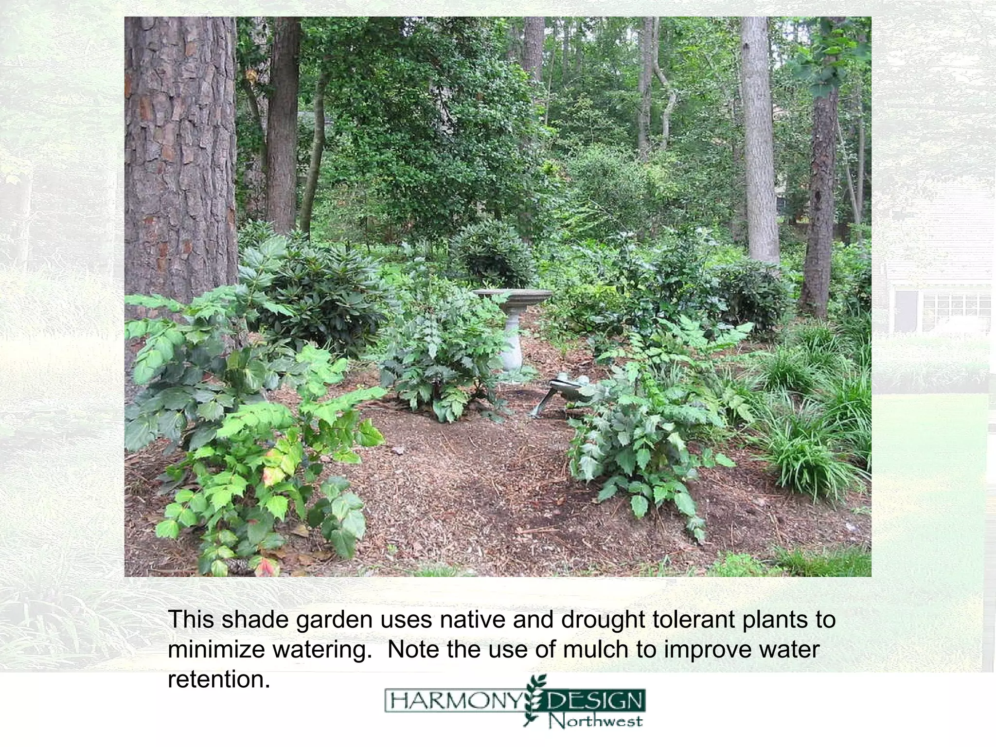 This shade garden uses native and drought tolerant plants to minimize watering.  Note the use of mulch to improve water retention. 