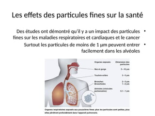 Les effets des particules fines sur la santé
•
Des études ont démontré qu’il y a un impact des particules
fines sur les maladies respiratoires et cardiaques et le cancer
•
Surtout les particules de moins de 1 µm peuvent entrer
facilement dans les alvéoles
 