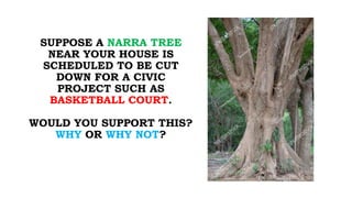 SUPPOSE A NARRA TREE
NEAR YOUR HOUSE IS
SCHEDULED TO BE CUT
DOWN FOR A CIVIC
PROJECT SUCH AS
BASKETBALL COURT.
WOULD YOU SUPPORT THIS?
WHY OR WHY NOT?
 