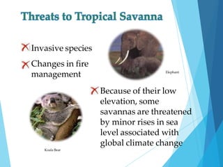 Invasive species
Changes in fire
management
 Because of their low
elevation, some
savannas are threatened
by minor rises in sea
level associated with
global climate change
Elephant
Koala Bear
 