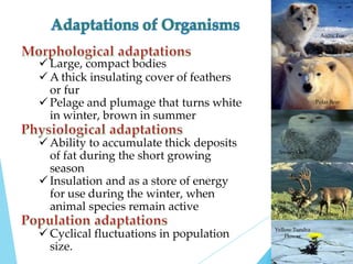  Large, compact bodies
 A thick insulating cover of feathers
or fur
 Pelage and plumage that turns white
in winter, brown in summer
 Ability to accumulate thick deposits
of fat during the short growing
season
 Insulation and as a store of energy
for use during the winter, when
animal species remain active
 Cyclical fluctuations in population
size.
Arctic Fox
Polar Bear
Snowy Owl
Caribou
Yellow Tundra
Flower
 
