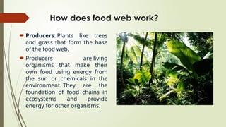 How does food web work?
 Producers: Plants like trees
and grass that form the base
of the food web.
 Producers are living
organisms that make their
own food using energy from
the sun or chemicals in the
environment. They are the
foundation of food chains in
ecosystems and provide
energy for other organisms.
 