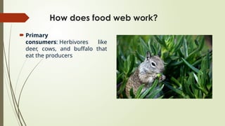 How does food web work?
 Primary
consumers: Herbivores like
deer, cows, and buffalo that
eat the producers
 