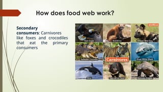 How does food web work?
Secondary
consumers: Carnivores
like foxes and crocodiles
that eat the primary
consumers
 
