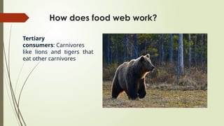 How does food web work?
Tertiary
consumers: Carnivores
like lions and tigers that
eat other carnivores
 