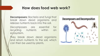How does food web work?
Decomposers: Bacteria and fungi that
break down dead organisms and
release nutrients back into the soil.
Decomposers are essential for
recycling nutrients within an
ecosystem.
They break down dead organisms
and return nutrients to the soil, which
can then be used by plants.
 