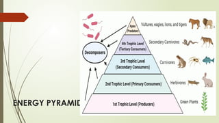 ENERGY PYRAMID
 