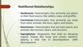 Nutritional Relationships
• Herbivores: Heterotrophs that primarily eat plants
as their food source, like rabbits, cows, and giraffes.
• Carnivores:-Heterotrophs that primarily eat meat
from other animals, like lions, tigers, and sharks.
• Omnivores:- Heterotrophs that eat both plants and
animals, like humans, bears, and raccoons.
• Saprophytes: -Organisms that feed on decaying
organic matter, like fungi and certain bacteria,
playing a vital role in decomposition. (AKA
decomposers)
 
