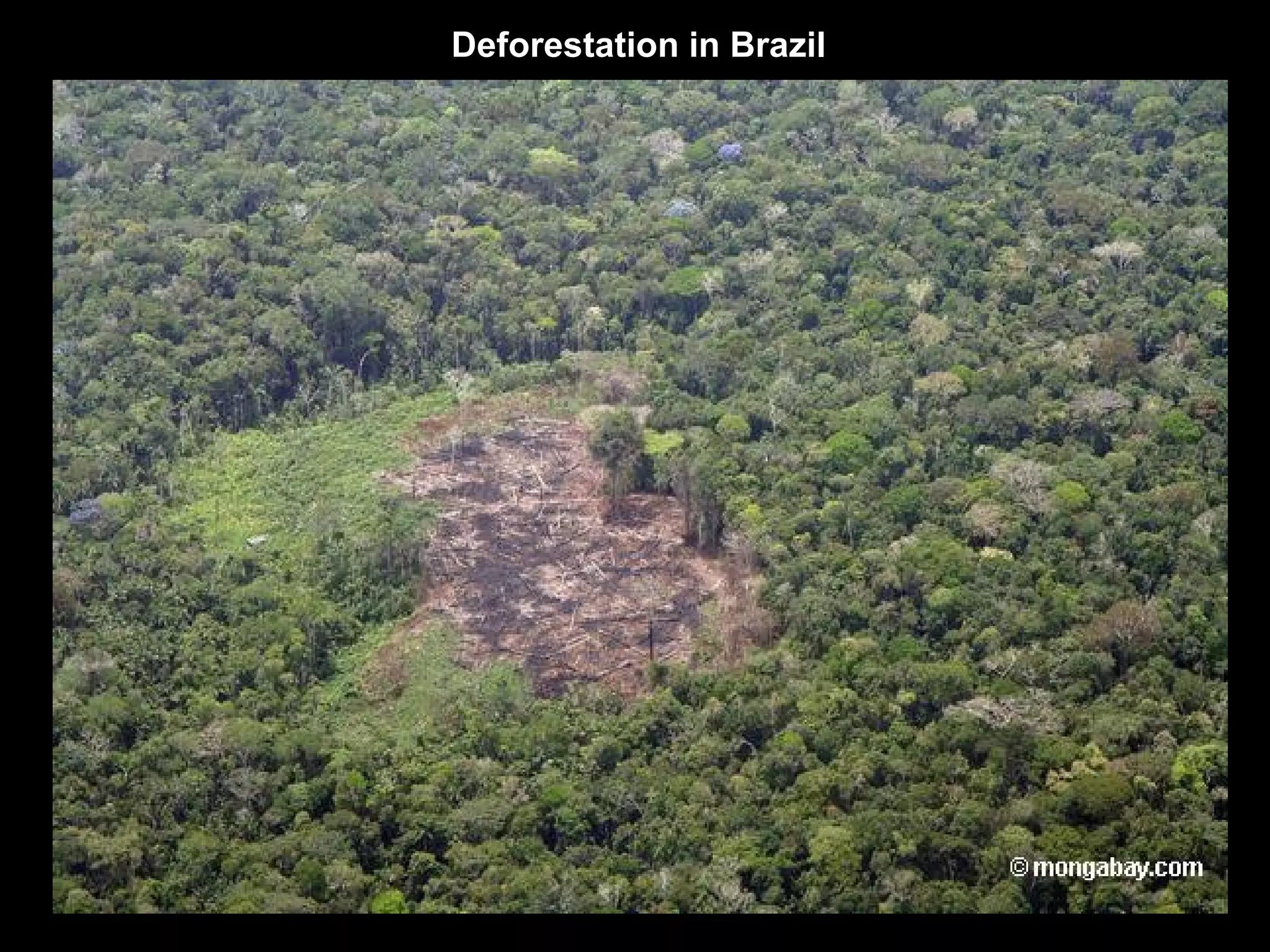 Deforestation | PPT