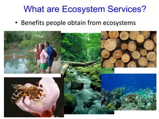 What are Ecosystem Services?
• Benefits people obtain from ecosystems
 