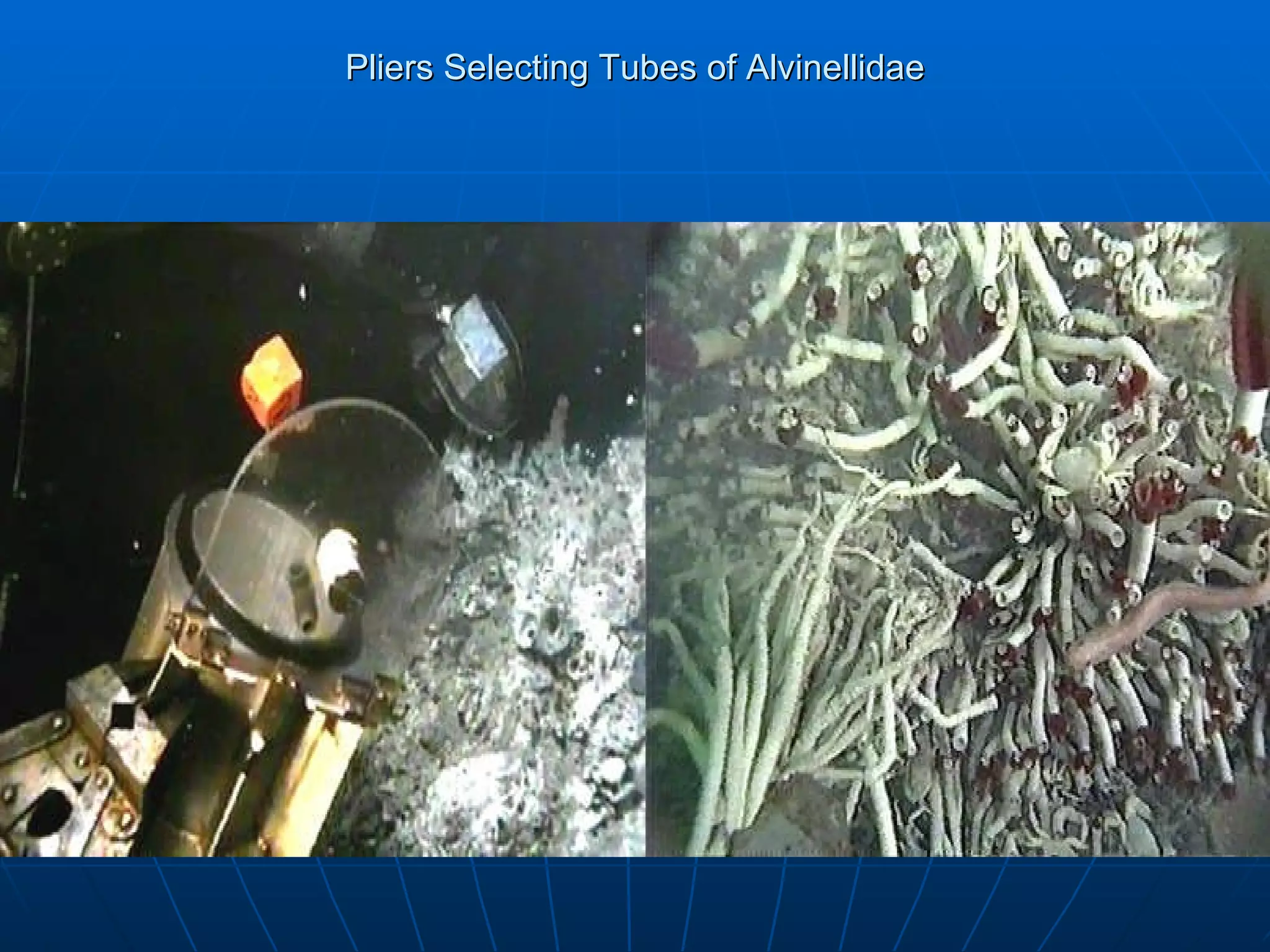 Pliers Selecting Tubes of Alvinellidae 