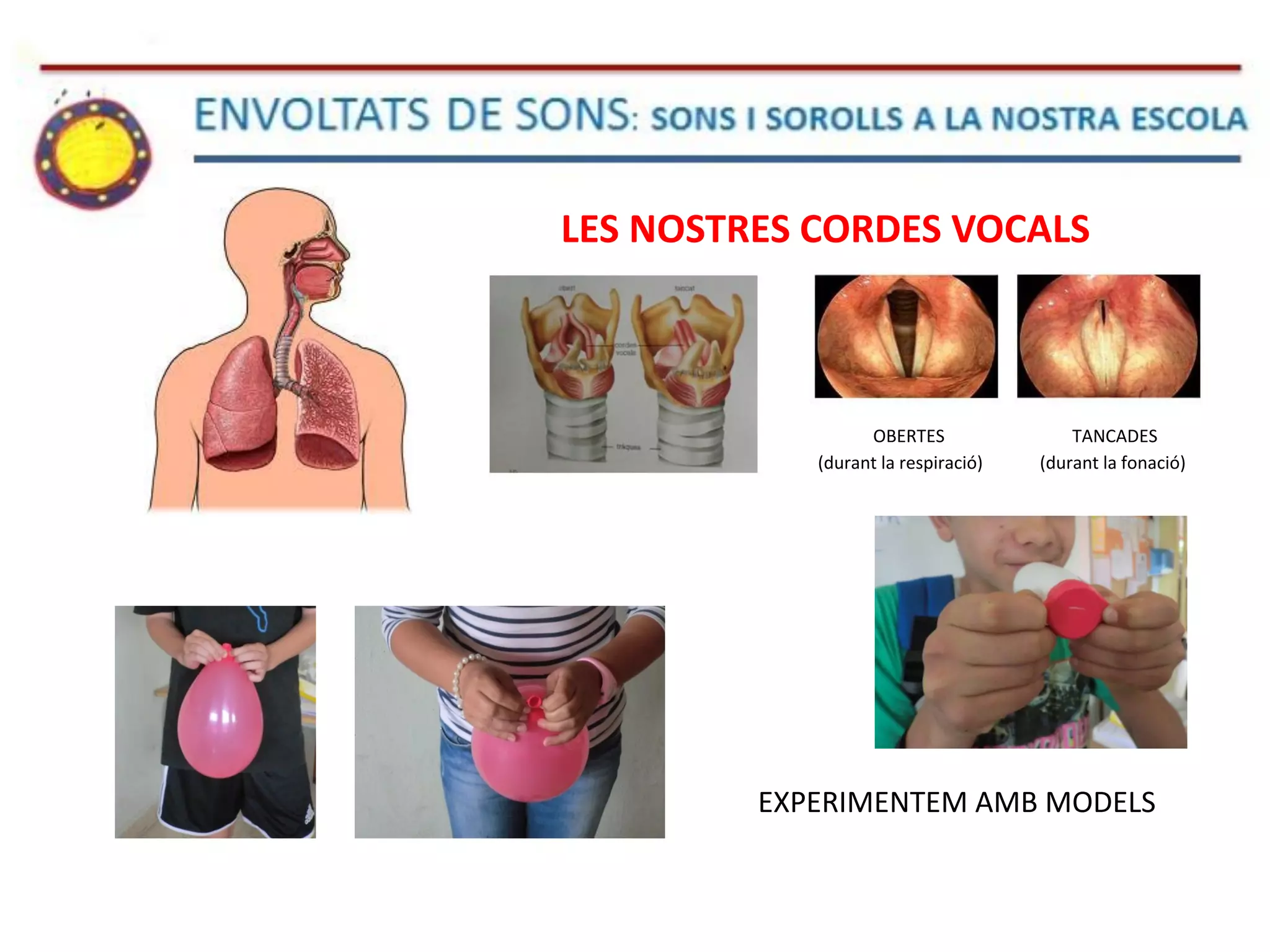 OBERTES TANCADES
(durant la respiració) (durant la fonació)
LES NOSTRES CORDES VOCALS
EXPERIMENTEM AMB MODELS
 