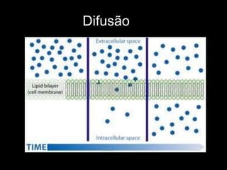 Difusão
 