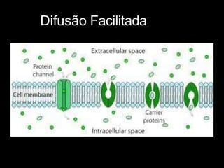 Difusão Facilitada
 