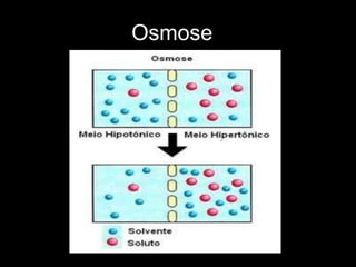 Osmose
 