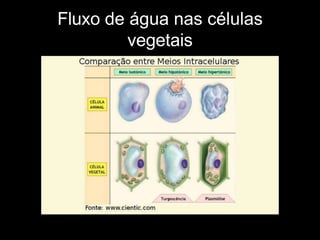 Fluxo de água nas células
vegetais
 