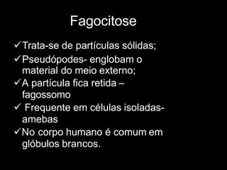 Fagocitose
Trata-se de partículas sólidas;
Pseudópodes- englobam o
material do meio externo;
A partícula fica retida –
fagossomo
 Frequente em células isoladas-
amebas
No corpo humano é comum em
glóbulos brancos.
 