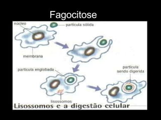 Fagocitose
 