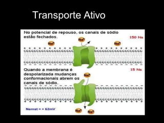 Transporte Ativo
 