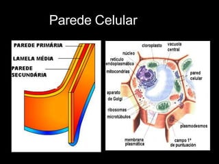 Parede Celular
 