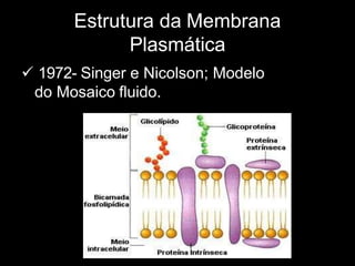 Estrutura da Membrana
Plasmática
 1972- Singer e Nicolson; Modelo
do Mosaico fluido.
 