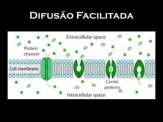 Difusão Facilitada
 