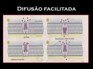 Difusão facilitada
 