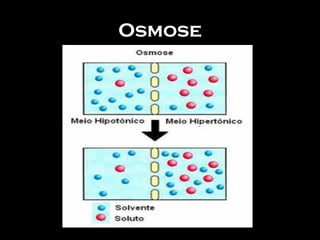 Osmose
 